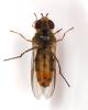 Episyrphus balteatus